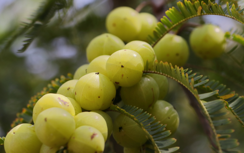 Organic Amla Powder Fruit Tree SoilSaga Naturals