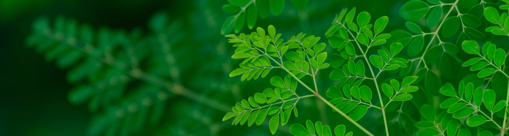 organic-moringa-leaves-banner-image