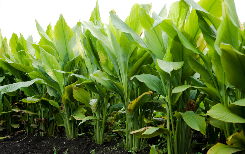 pure-indian-turmeric-plant
