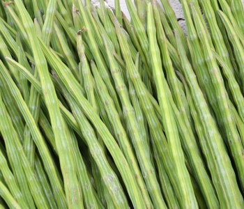 Fresh organic moringa pods, sustainable, nutrient-rich source for SoilSaga Naturals