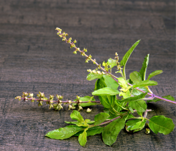 A fresh sprig of holy basil (tulsi) with vibrant green leaves and flowers on a dark wooden surface