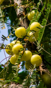 Organic amla fruits thriving on lush tree, representing SoilSaga Naturals farm sourcing