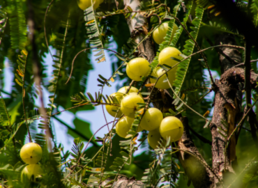 Organic amla fruits growing on a lush tree at SoilSaga Naturals certified organic farm, source of premium amla powder