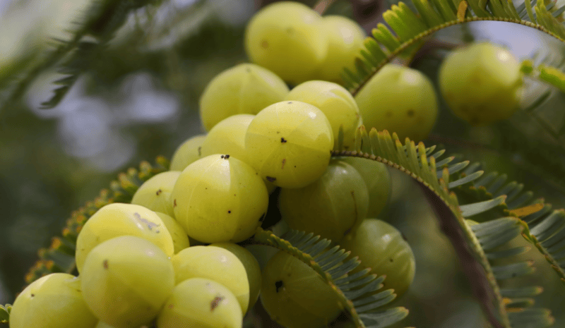 Abundant organic amla fruits on tree SoilSaga Naturals harvest assurance