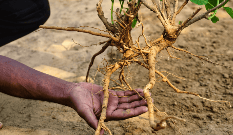 Fresh ashwagandha roots, harvested and hand-held in nutrient-rich Indian soil