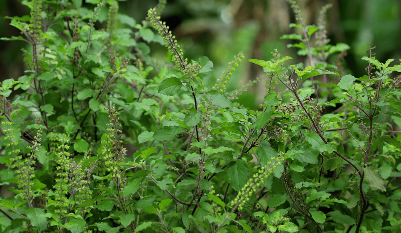 Lush organic tulsi (holy basil) plants with green leaves and flowering stems growing in a natural farm environment