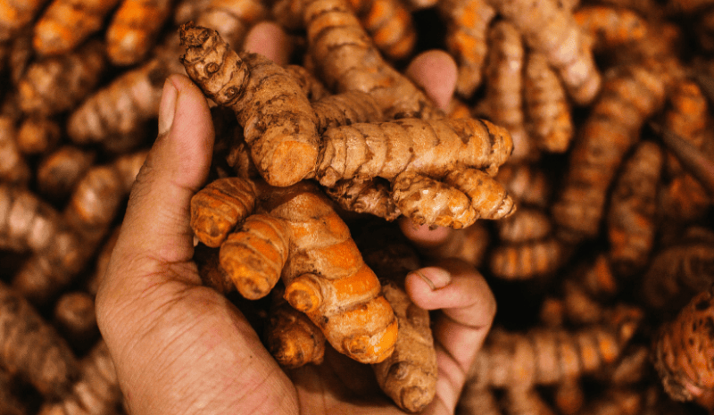 Hand-harvested organic turmeric roots SoilSaga Naturals sustainable sourcing