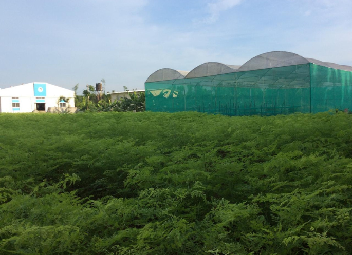 SoilSaga Naturals organic moringa farm with facility and greenhouse for premium export