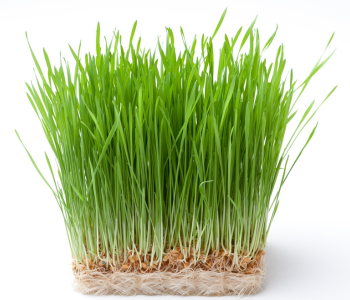 Dense cluster of fresh sprouted organic wheatgrass with roots visible on a white background