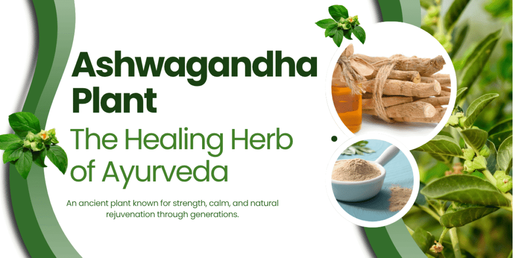 Ashwagandha roots, powder, oil, and flowering green plant symbolizing Ayurvedic healing