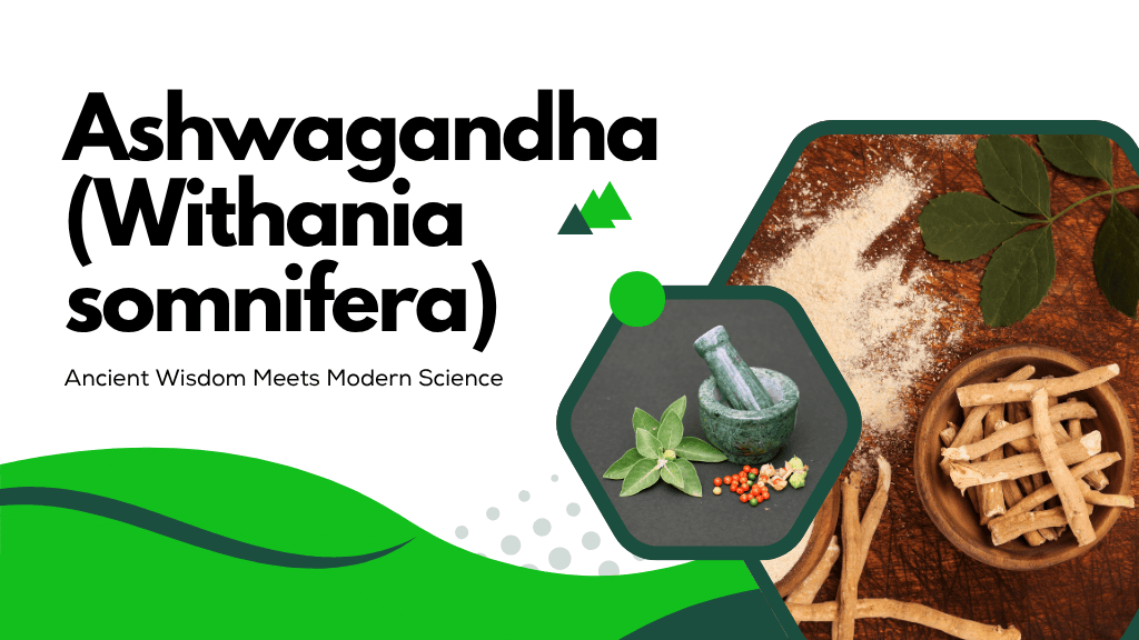 Ashwagandha (Withania somnifera) | Ancient Wisdom Meets Modern Science