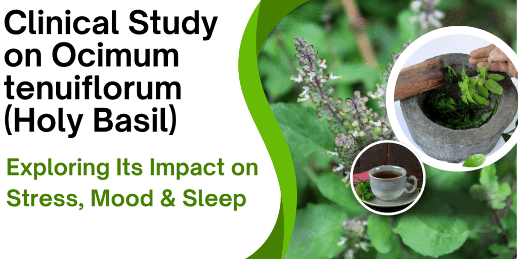 Clinical Study on Ocimum tenuiflorum (Holy Basil): Exploring Its Impact on Stress, Mood & Sleep | SoilSaga Naturals