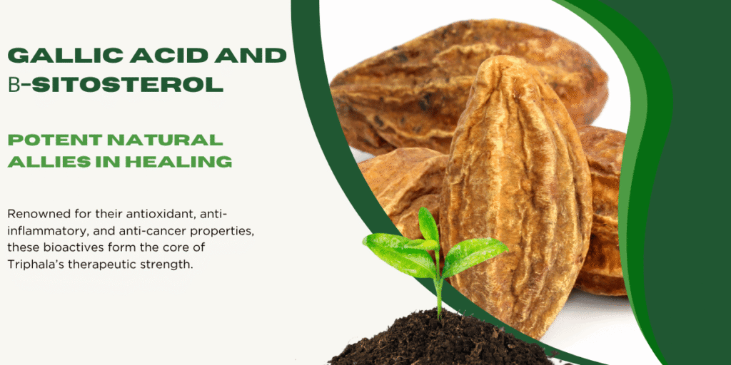 Close-up of dried Triphala fruit with young green plant sprout highlighting healing bioactives.