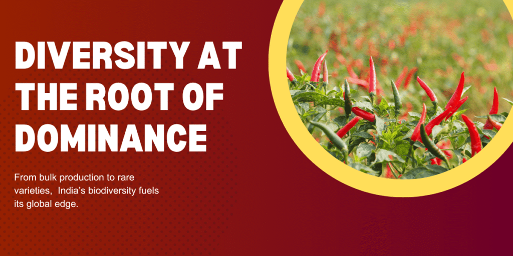 Premium Indian red chilli varieties growing in farms that support global spice exports through biodiversity and large-scale cultivation.