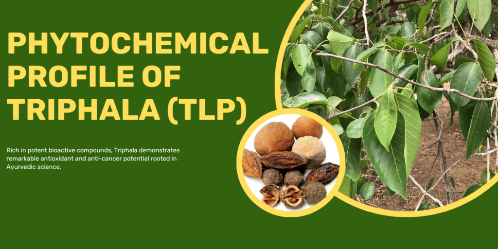 Cluster of fresh Triphala fruits with leafy branch; inset displaying whole Ayurvedic blend.