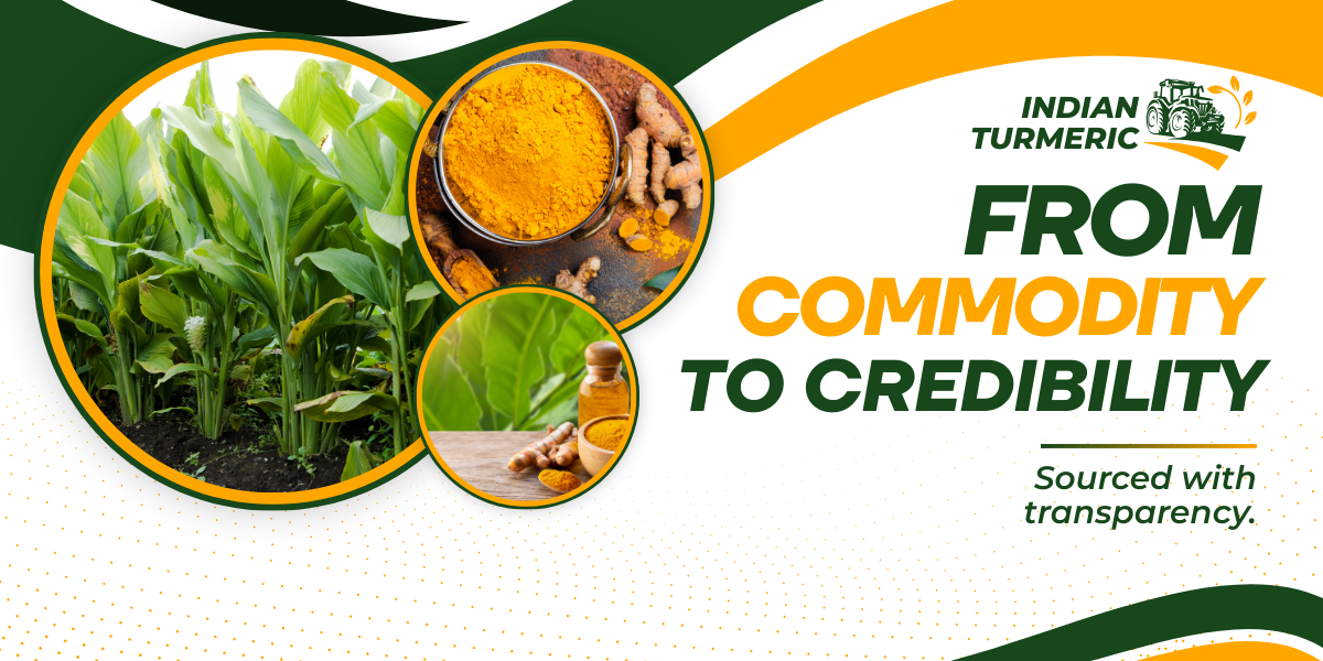 Export-grade Indian turmeric sourced transparently from farm to powder