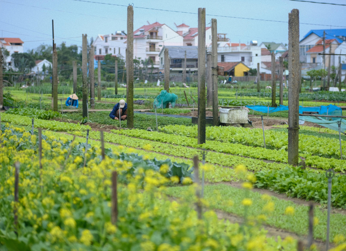 Organic farm fields with rows of leafy crops, workers tending the land, and a rural backdrop of houses and fencing.