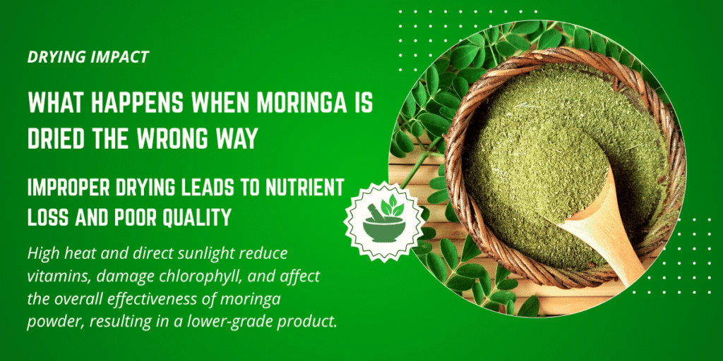 Moringa powder in basket showing nutrient loss due to improper drying