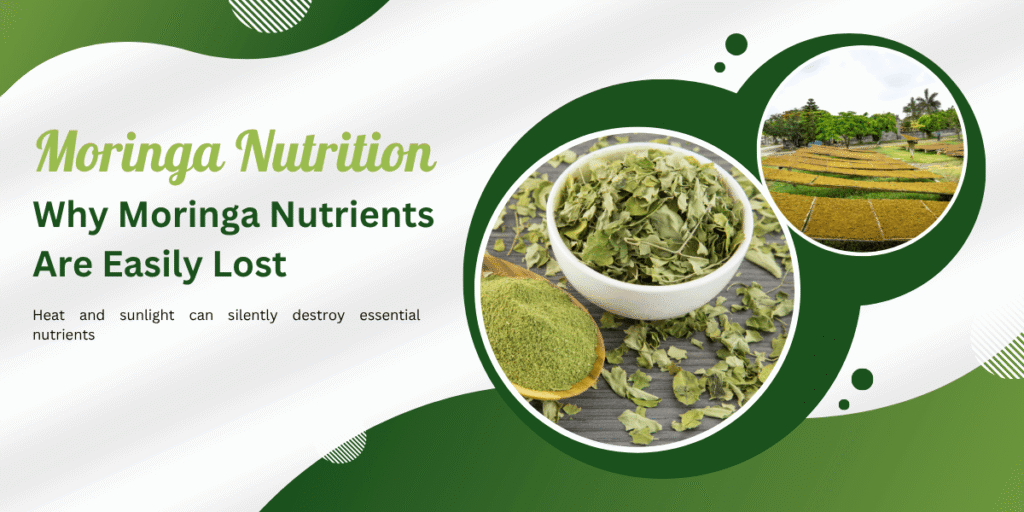 Fresh moringa leaves and powder showing impact of processing quality