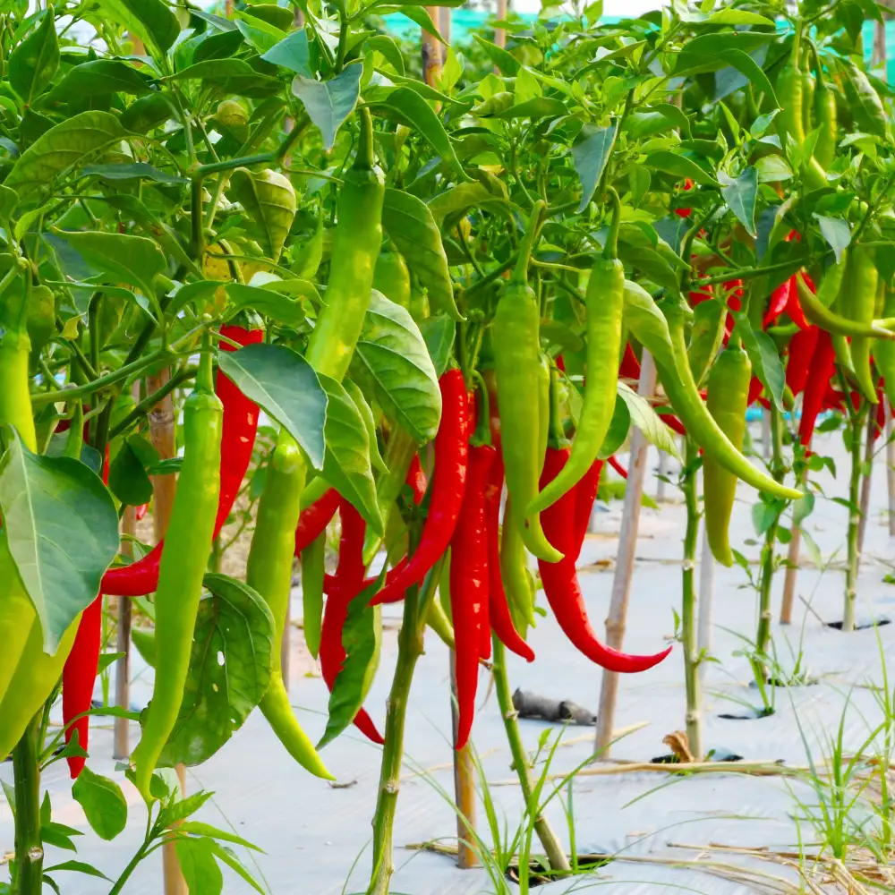 SoilSaga Chilli Traceability