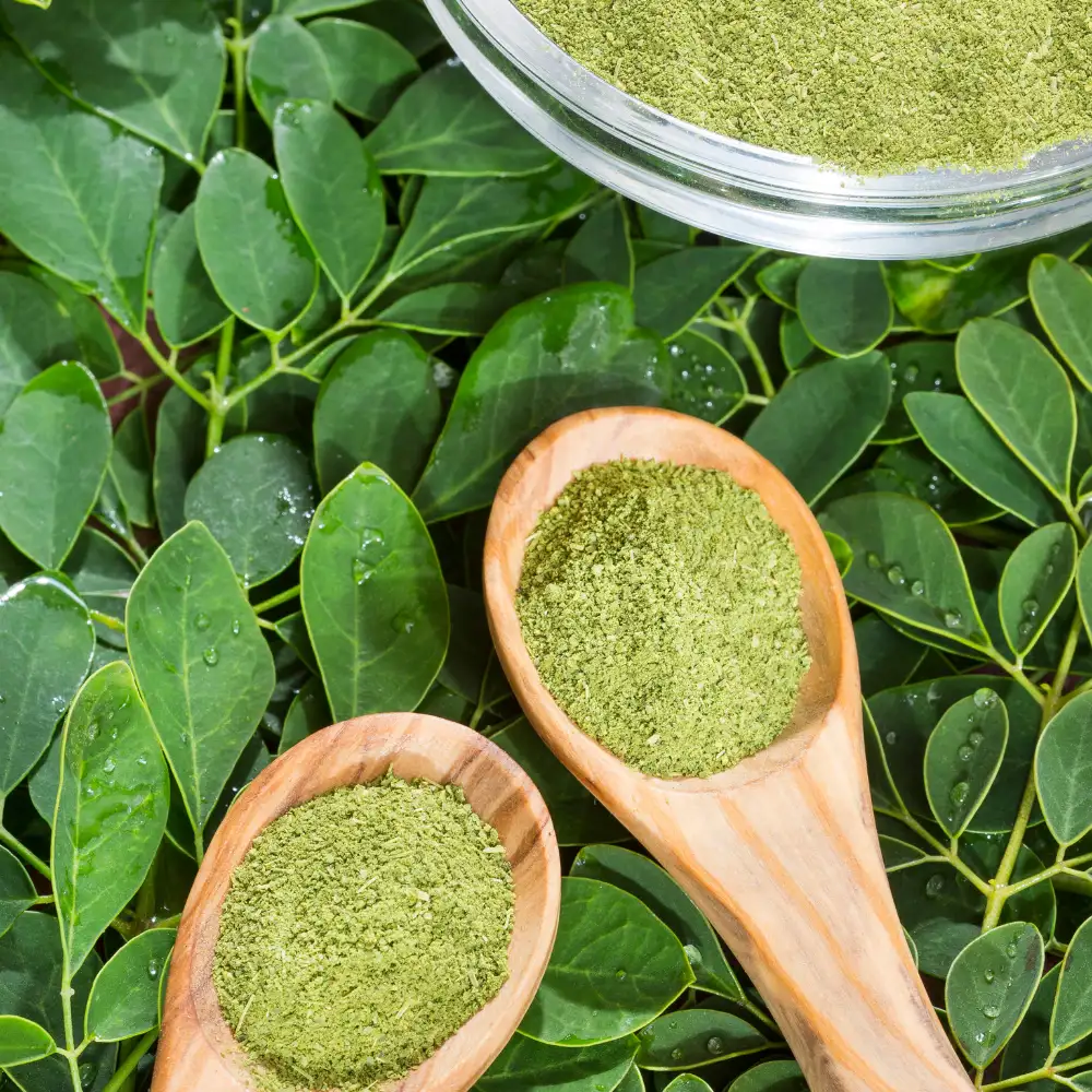 SoilSaga Organic Moringa Leaf Powder Wholesale