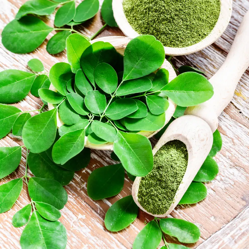 Moringa Powder Moisture Specification