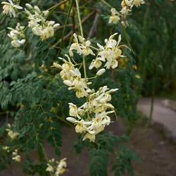 Organic Moringa