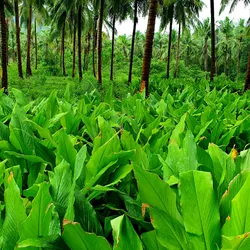 Organic Turmeric