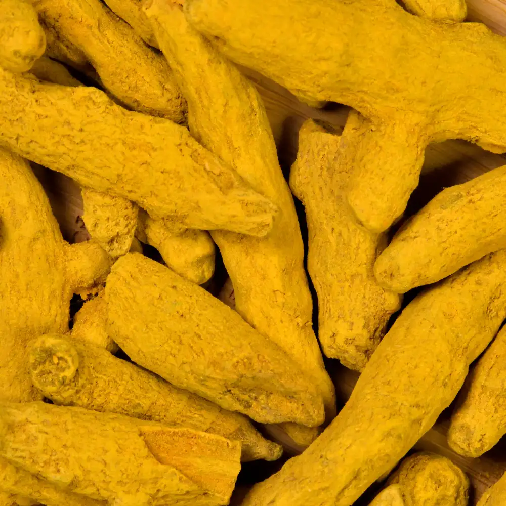 Bulk Indian Turmeric Roots for Industrial Extraction
